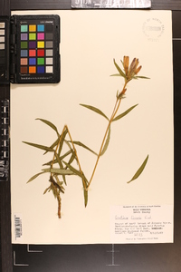 Gentiana linearis image