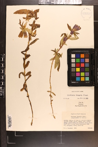 Gentiana linearis image