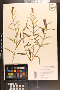 Gentiana linearis image