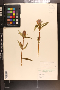 Gentiana linearis image