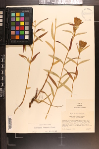 Gentiana linearis image