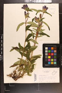 Gentiana linearis image