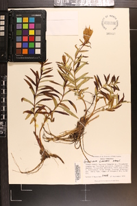 Gentiana linearis image