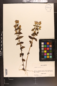 Gentiana quinqueflora image