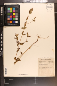 Gentiana quinqueflora image
