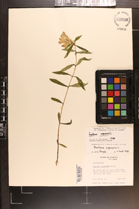 Gentiana saponaria image