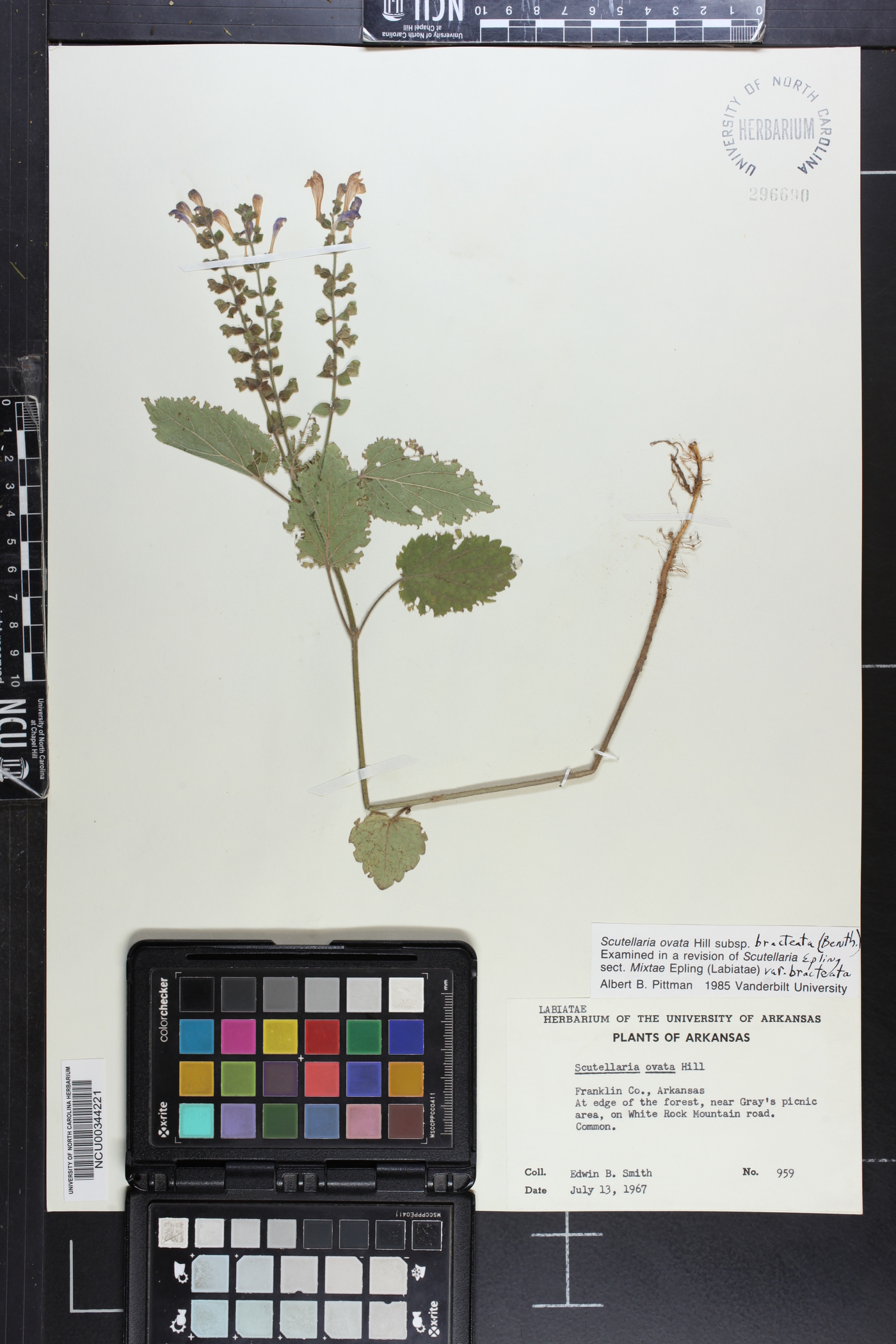 Scutellaria ovata var. bracteata image