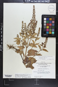 Scutellaria ovata image