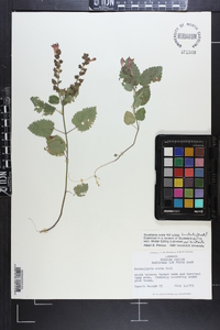 Scutellaria ovata image