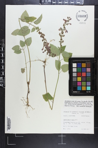 Scutellaria ovata image