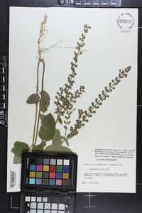 Scutellaria ovata image