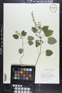 Scutellaria ovata image