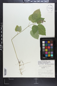 Scutellaria ovata image