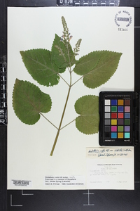 Scutellaria ovata image