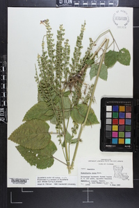 Scutellaria ovata image