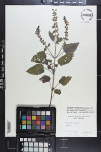 Scutellaria ovata image