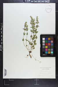 Scutellaria parvula image