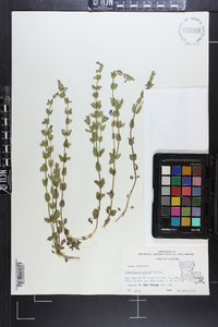 Scutellaria parvula image