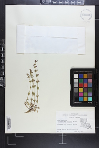 Scutellaria parvula image