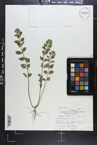 Scutellaria parvula image