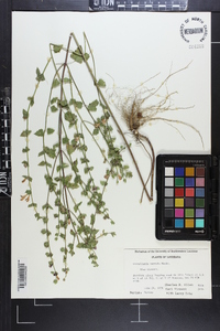 Scutellaria parvula image