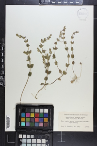 Scutellaria parvula image