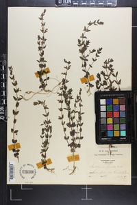 Scutellaria parvula image