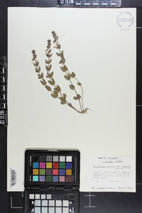 Scutellaria parvula image