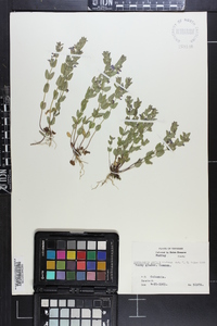 Scutellaria parvula image