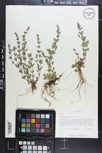 Scutellaria parvula image