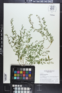 Scutellaria racemosa image