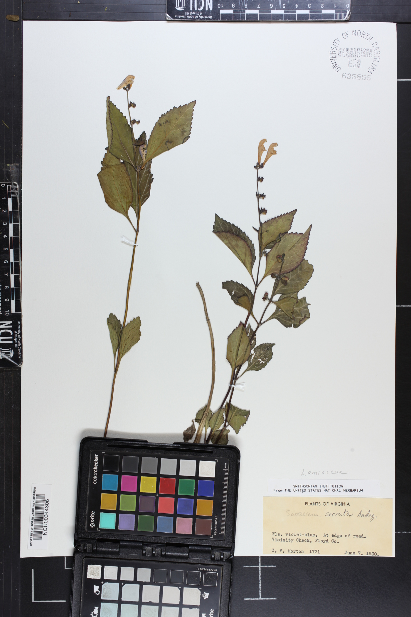 Scutellaria serrata image
