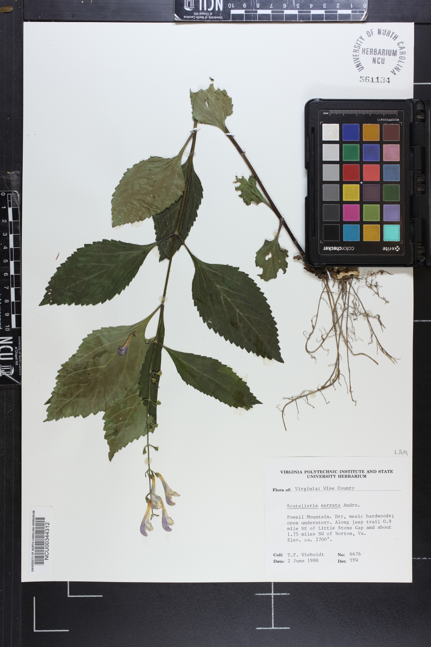 Scutellaria serrata image