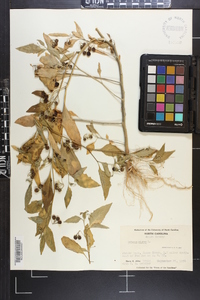 Solanum nigrum image