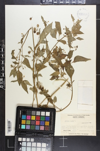 Solanum nigrum image