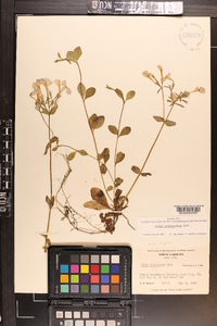 Phlox stolonifera image