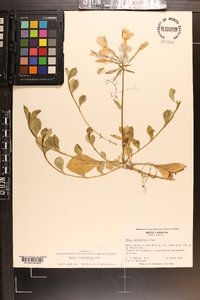 Phlox stolonifera image