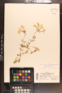 Phlox stolonifera image