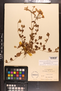 Phlox stolonifera image