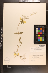 Phlox stolonifera image