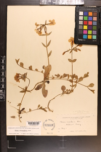 Phlox stolonifera image