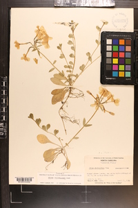 Phlox stolonifera image