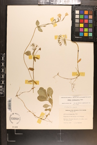 Phlox stolonifera image