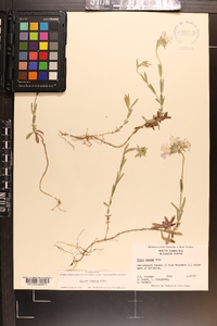 Phlox amoena image