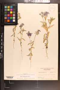 Phlox drummondii image