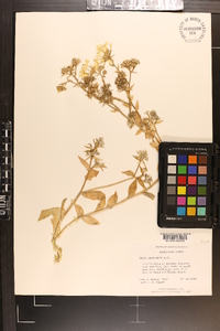 Phlox drummondii image