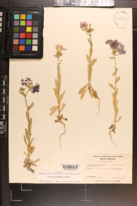 Phlox drummondii image