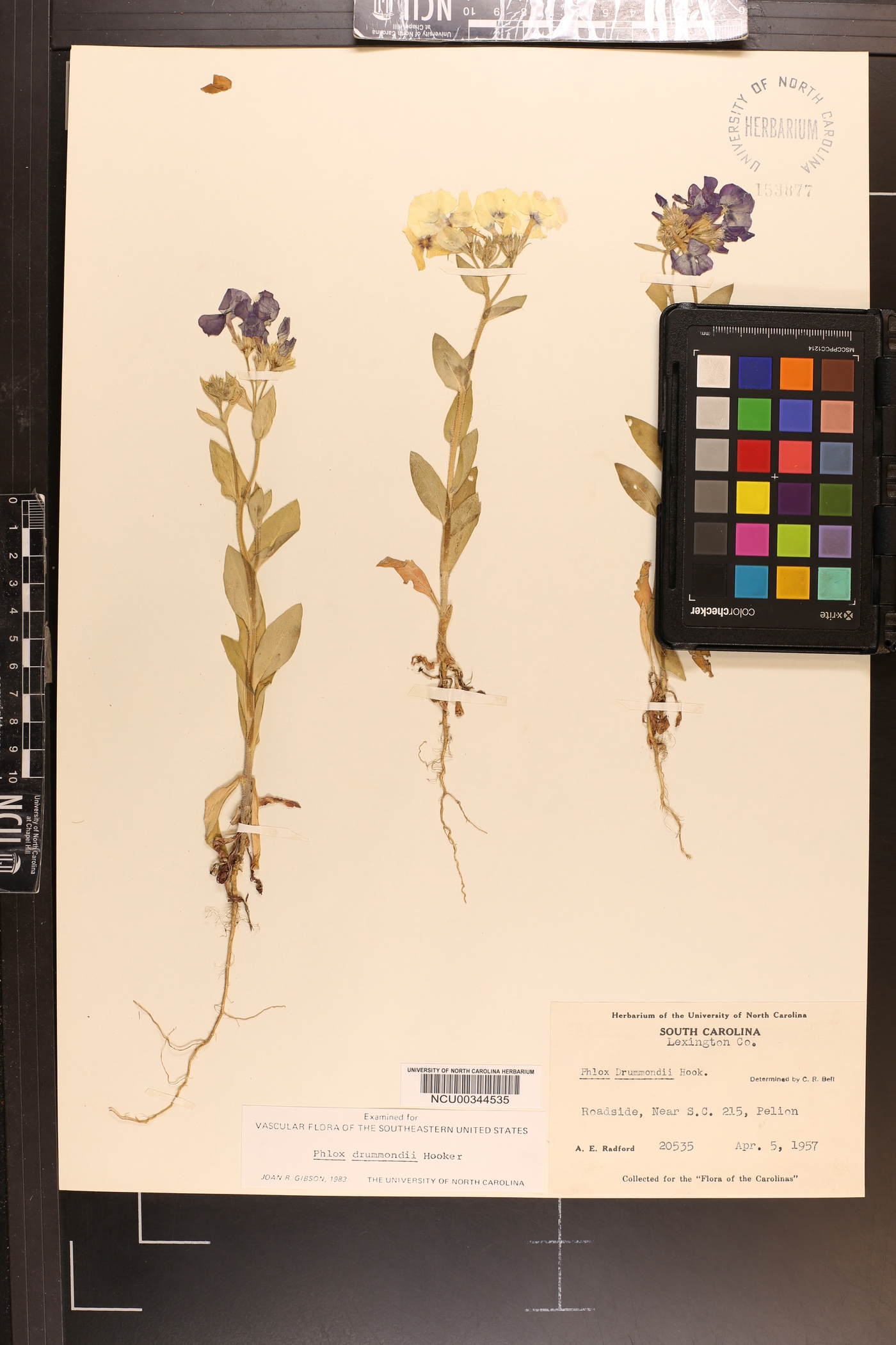 Phlox drummondii image