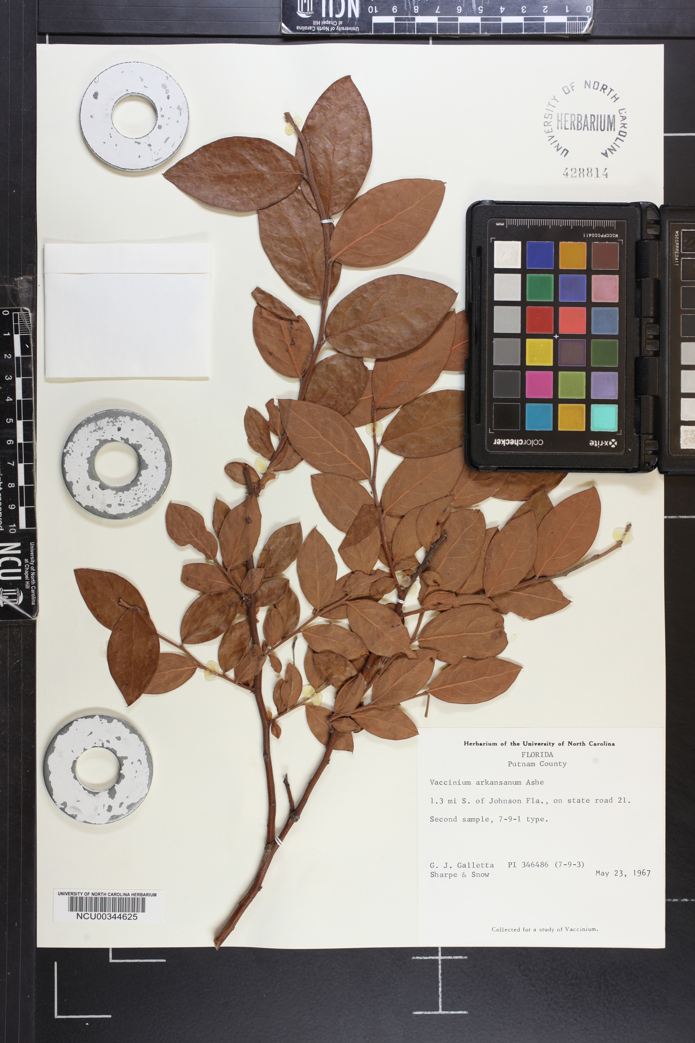 Vaccinium arkansanum image