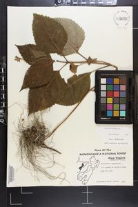 Collinsonia canadensis image